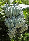 1 STARTER PLANT of Musa Ice "Blue Java" Cream Banana tree