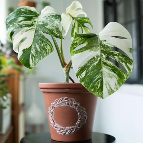 semillas de plantas monstera Monstera variegata interior de fácil cuidado, seto plantas verdes planta de interior invernadero macetas exóticas, 20pcs