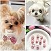 Zpoogekd 20 Pcs Mix Style Handmade Small Dog Hair Bows with Rubber Bands Cute Puppy Bowknot Grooming Accessories for Small Size Dogs Girl,Yorkie,Shih Tzu,Maltese - Light Pink Flower Bow Dog Cat