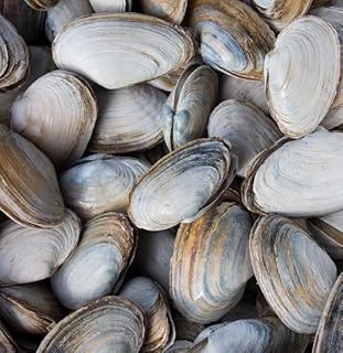 Pangea Shellfish Company American Steamer Clams, Wild-Caught, Perfectly Purged, Fresh Maine Clams, 10 Pound Case, Clean Briny Sweet Flavor, Premium Shellfish Bulk, Seafood Menus