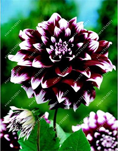 20pcs / bolsa de la dalia de la dalia, semillas (no de la dalia) Bonsai magnífico balcón en maceta para jardín