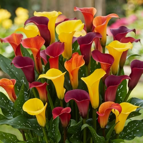Calla Lilien Zwiebeln Winterhart Mehrjährig - Zantedeschia Multicolor Kollektion - 5 große Blumenzwiebeln - Echte Pflanzen aus Holland - für Garten und Topf (kein Samen, nicht künstlich)