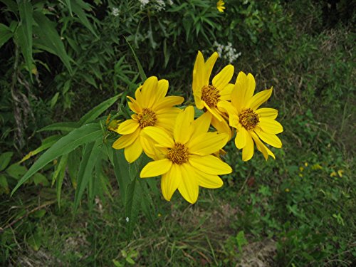 Girasole perenne Maximilian (25) halb