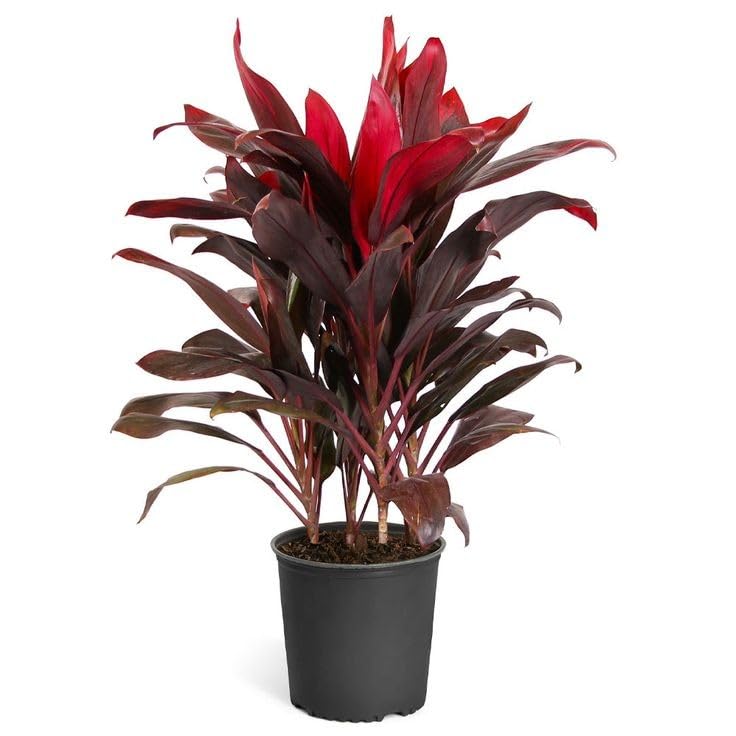 Rukonza Hawaiian Ti Live Indoor Plant - Air Purifying Cordyline Fruticosa Plant With Plastic Pot, Best for Living Room, Bedroom & Home Garden (B0CQWBG4BC) Amazon Price History, Amazon Price Tracker