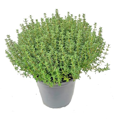 Italienischer XL Thymian (Thymus vulgaris) – Aromatische, kräftige...