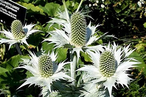 Silver Sea Holly Eryngium Giganteum Miss Willmott'S Ghost Flower Seeds ctavl (10 Seeds)