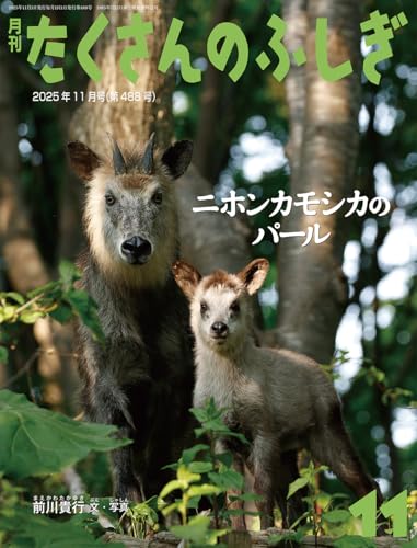 ニホンカモシカのパール(たくさんのふしぎ) (2025年11月号)
