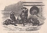  Tiere - Marderhund mit Jungen. Ansicht im Zoologischen Garten zu Berlin. [Grafik]