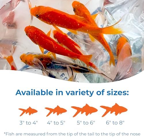 Toledo Goldfish Live Shubunkin and Comet Goldfish Combo, Live Fish with a Variety of Colors and Patterns - Perfect for Ponds, Tanks, and Aquariums - 3-4 Inches, 3 of Each, 6 Total Count - 2