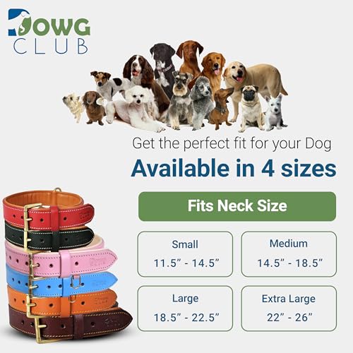Image of Genuine Leather Dog Collar, Blue, Medium, Brass Buckle, Padded | 1 Inch Wide, Fit Neck Size - 14.5 inch - 18.5 inch, Double D Ring, Adjustable, Thick Leather, Heavy Duty, Soft Leather padding