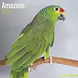 Amazons - Amazonenpapageien 2022 - 16-Monatskalender: Original Avonside-Kalender [Mehrsprachig] [Kalender] (Wall-Kalender)
