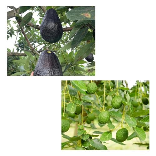 Cetechondra 720361 Gemischte Avocadofruchtkerne (3 Stück)