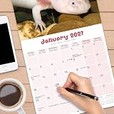 Avonside Axolotls 2027 Kalendarz z Naklejkami Organizacyjnymi, 16-Miesięczny Kwadratowy Kalendarz Ścienny (wrz 2026 - gru 2027), Planer, 29,5 x 29,5 cm