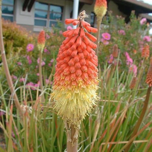 bulbi di giglio fiamma - decorazione moderna del soggiorno giardino esotiche balcone resistenti 3pcs