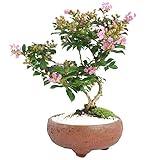 盆栽妙 サルスベリ 百日紅 ヒャクジツコウ ミニ盆栽 花 鉢植え フラワーギフト プレゼント