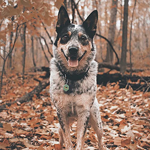 Kekid Dog Tags Personalized For Pets Custom Dog Tags Dog Name Tag Qr Code Pet Tags Engraved Pet Id Tags Personalized Anti-Lost Pet Page Modifiable Exclusive | Specially For German Shepherd #TOP5