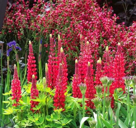 1 Pack of 60 SEEEDS Russell Lupin The Pages RED - Lupinus Polyphyllus