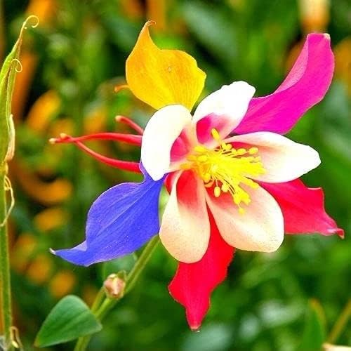 LOUISECON 100 Multicolor Columbine Seeds for Planting Non GMO Glass Columbine Flower Seeds Wild Columbine Seeds Bulk