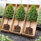 3 Emerald Green Arborvitae Live Tree Plants – Thuja occidentalis – Evergreen Privacy Trees – Fast Growing Hedge & Screen Trees – Bare Root White Cedar for Outdoor Planting