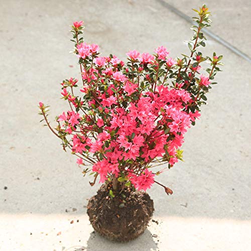 花あそび クルメツツジ久留米つつじ 花遊び 3本セット 約30cm Amazon.co.jp: 庭木：久留米つつじ*/クルメツツジ （花遊び）はな