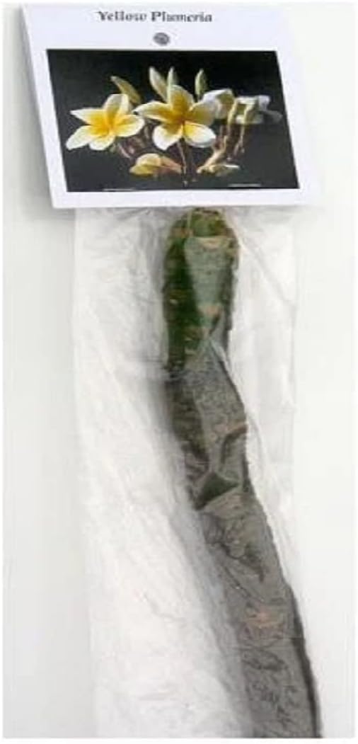 Hawaiian Yellow Plumeria Plant Cuttings (Pack of 4) Grow Hawaii