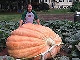 Ron Wallace's Whoppers Giant Pumpkin Seeds for Planting | 5 Seeds | Giant Pumpkin World Record Variety | Non GMO Heirloom Seeds