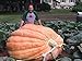 Ron Wallace's Whoppers Giant Pumpkin Seeds (6 seeds per package )