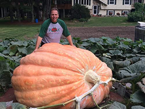Ron Wallace's Whoppers Giant Pumpkin Seeds for Planting | 5 Seeds | Giant Pumpkin World Record...