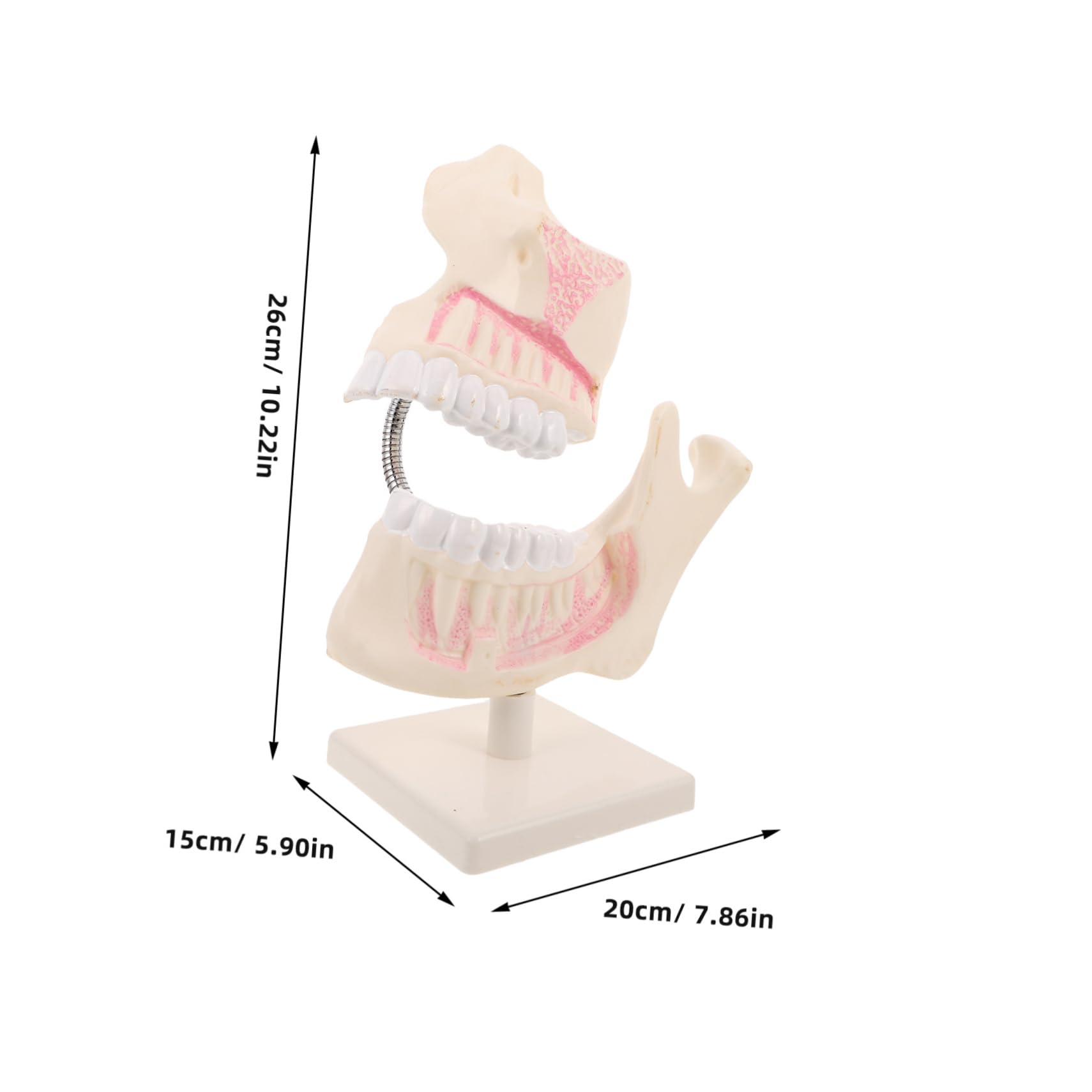 PRETYZOOM Modello di Denti in Plastica per Studio Odontoiatrico Modello Typodont per Pratica Denti Finti per Apprendimento Orale