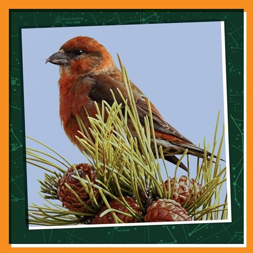 Nature&rsquo;s Secret Strategies