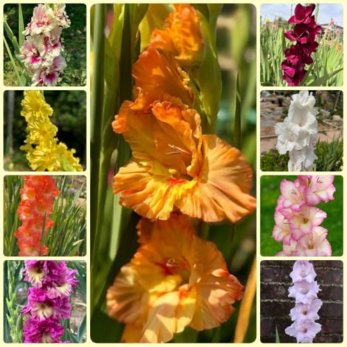 Bulbi di gladioli, bulbi di aconiti invernali per luoghi soleggiati 22pcs