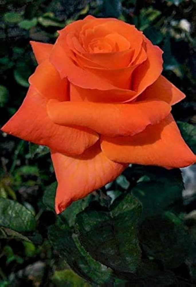 Hybrid Tea Rose Live Plant, Premium Grafted Rose with Large Fragrant Blooms, Orange, Outdoor Flowering Plant for Garden, Balcony & Patio in Grow Bag-image-12