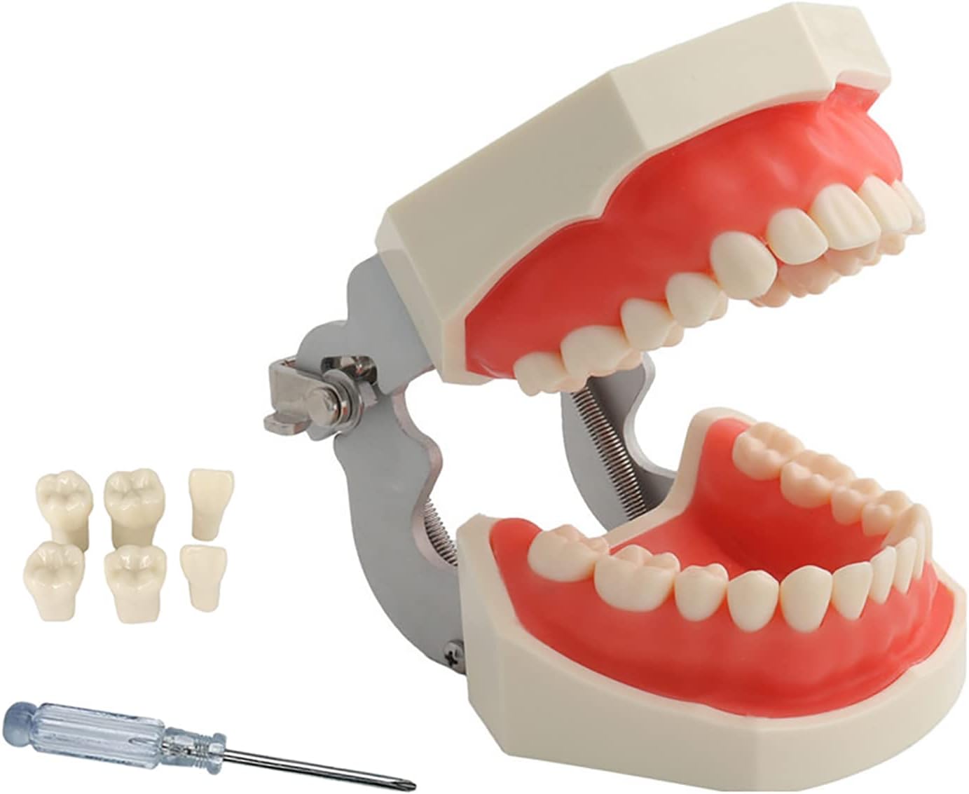 TM-021 Dental Typodont Teeth Model, Completely Detachable Teaching Study Tools Typodont Articulated Anatomy Teeth Model 28 Removable Teeth, with a Small Screwdriver