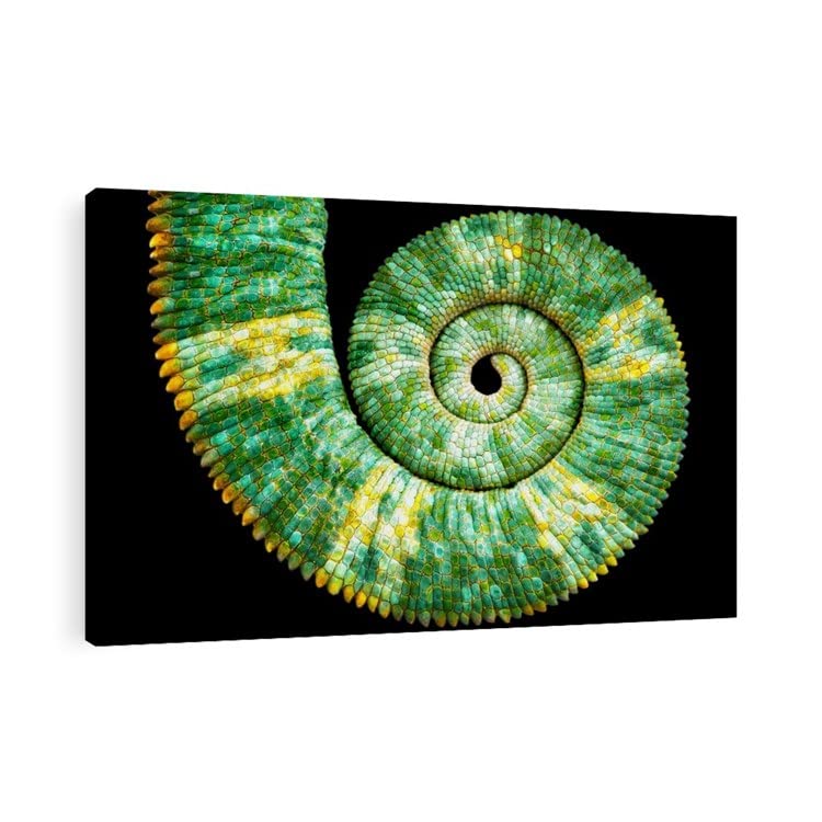 CafePress Canvas Wall Art Chamaeleon Calyptratus Tail Ready to Hang for Living Room, Bedroom or Office