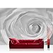 Produktbild Vlies Fototapete 312x219cm PREMIUM PLUS Wand Foto Tapete Wand Bild Vliestapete - Blumen Tapete Rose Pflanzen romantisch Wellness weiß - no. 3159