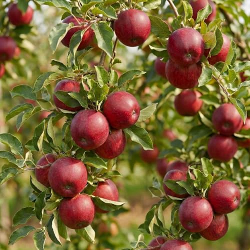Apple Tree Saplings 3 Live Dormant Apple Trees for Planting Cold Hardy Fruit Tree Starts for Backyard Orchard Garden & Container Growing - Ships Bare Root