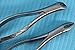 German Steel Dental EXTRACTING Forceps NO150 NO 151 Dental Surgical Instruments