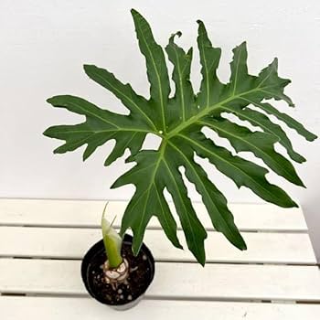 Amazon｜フィロデンドロン：セローム根上がり5号ポット[生命力