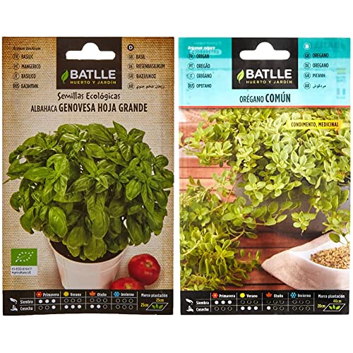Albahaca Genovesa hoja grande – ECO & Orégano - Origanum vulgare