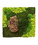 Dimensioni: 65 cm x 60 cm. Centro Fiori Padova Quadro Corteccia Sughero