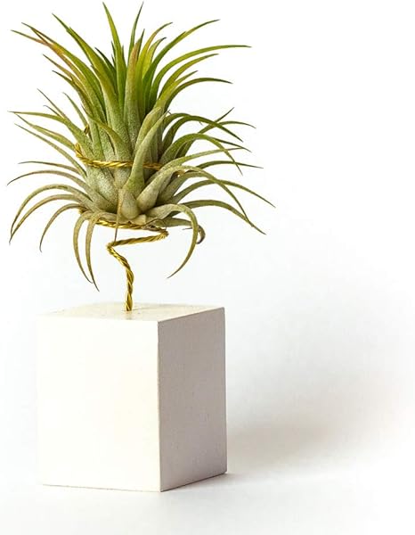 HOHLDESIGN 10 Supporti Per Piante Aeree In Ferro Nero – Tillandsia Porta Piante, Decorazione Da Tavolo 18,8 X 7 Cm - 4