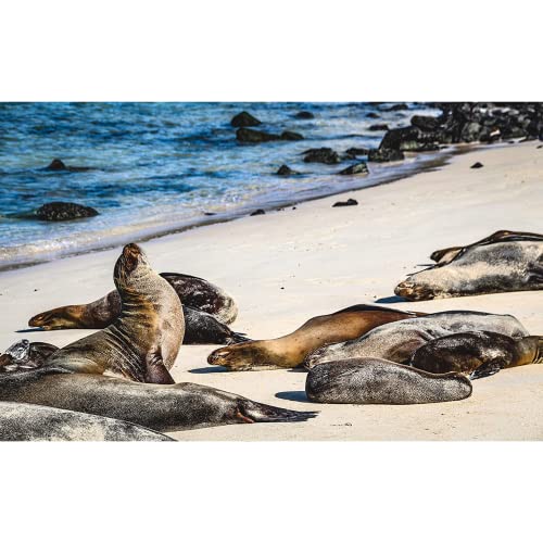 1000-Piece Sea Lions Jigsaw Puzzle