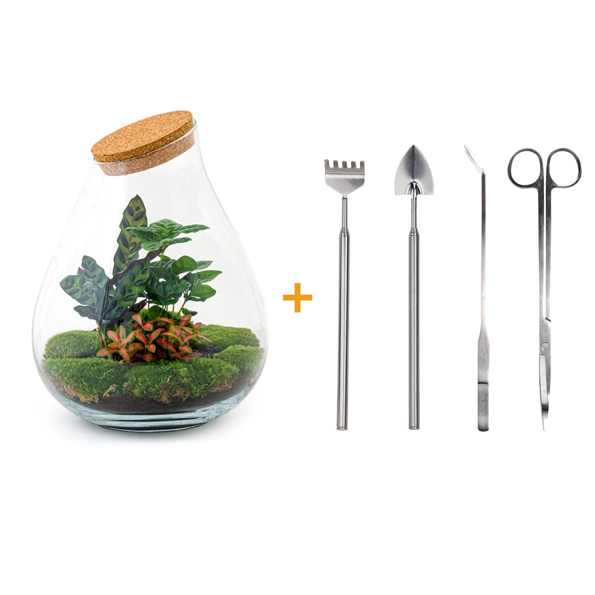 urbanjngl - Drop XXL Rotes Pflanzen Terrarium mit Kork - DIY Kit für EIN nachhaltiges Ecosystem - Ø 34 cm, Höhe 43 cm