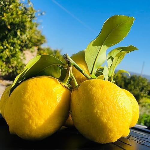 Semi di Limone Siciliano Giallo, Agrume Pregiato, Sapore Intenso, Confezione 15 Semi
