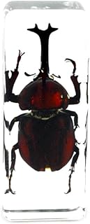 QTMY Biology Science World Collection of Real Insect Specimen Paperweight Texas Paperweights Yellow Scorpion