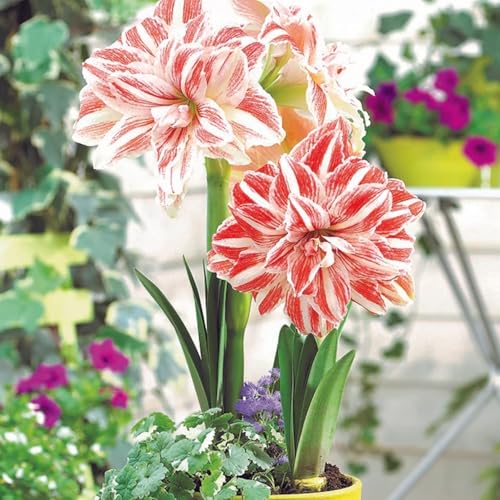 Amaryllis Dancing Queen Bulb Striking Double Red and White Blooms | Premium Outdoor Hippeastrum Variety Easy-to-Grow Perennial Flower Bulb for Vibrant Summer and Garden Color Displays