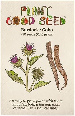 Burdock Root Seeds - Pack of 50, Certified Organic, Non-GMO, Open Pollinated, Untreated Vegetable Seeds for Planting – from USA
