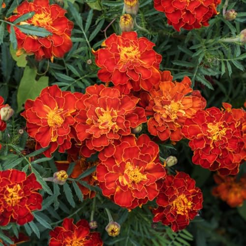 Lot 100 graines de Tagète Oeillet d´Inde naine double Bolero - plante annuelle - 238
