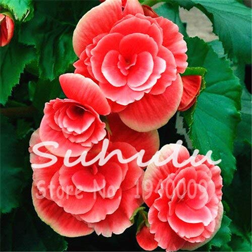 Splendida Begonia, Semi di Begonia Semi di Fiori, 50 Pz/lotto Decorazioni da Giardino Purificano L'aria Assorbe Gas Nocivi:Seeds