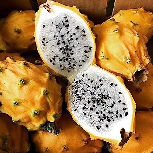 Yellow Dragon Fruit Seeds 50 Pcs Non-GMO Heirloom Sweet Fragrant Pitahaya Pitaya Seeds for Planting Exotic Outdoor Delicious Fruit Seed Easy to Grow